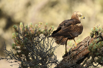 Aguila lagunero en el bosque mediterraneo cazando sus presas