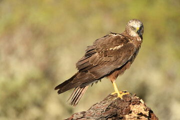 Aguila lagunero en el bosque mediterraneo cazando sus presas