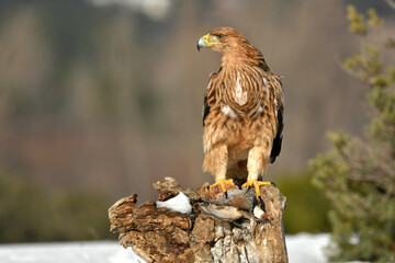 joven aguila real posando con su presa en invierno