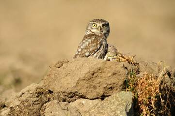 Mochuelo observando su territorio desde su posadero