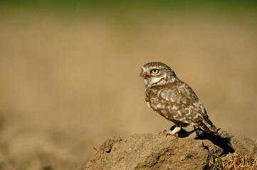 Mochuelo observando su territorio desde su posadero