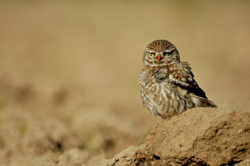 Mochuelo observando su territorio desde su posadero