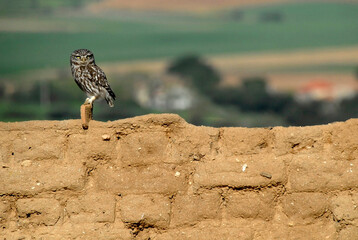 Mochuelo observando su territorio desde su posadero