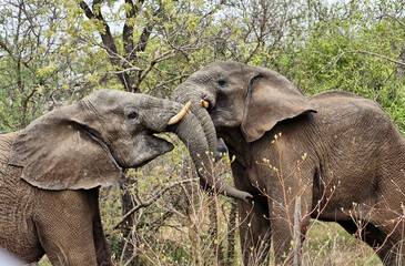 Elefant