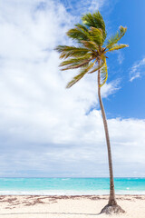 Coconut palm tree grows on white sandy beach