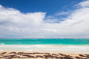 Empty sandy beach with algae and shore waves