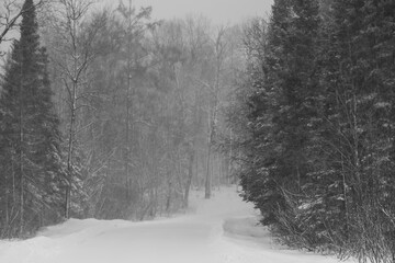 Spider Lake Road