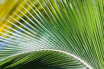 Fresh green palm leaves pattern, natural photo