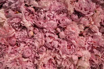 Beautiful red and pink peonies as background, closeup