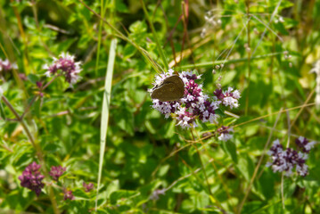 Ringlet (Aphantopus hyperantus) butterfly sitting on a pink flower in Zurich, Switzerland