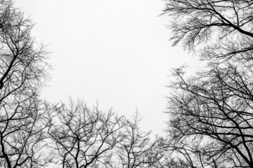 Konary drzew zimą na tle nieba czarno białe