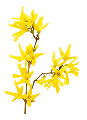 Forsythia yellow flowers blooming in spring season. Sunny flower. Symbol of spring