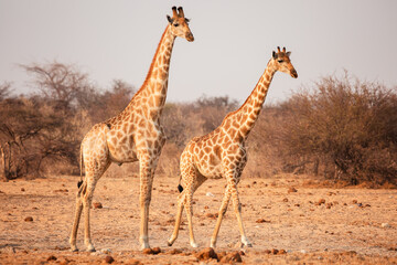 Naklejka na ściany i meble Giraffes in Etosha National Park, Namibia