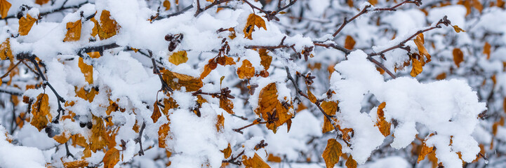 Snow on the branches of trees and bushes after a snowfall. Beautiful winter background with snow-covered trees. Autumn leaves on plants in a forest park. Cold snowy weather. Cool texture of fresh snow