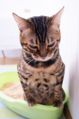 The cat is using the litter box. The cat uses the toilet. Eco-friendly wood litter in the cat litter box. Closeup of a cat's face