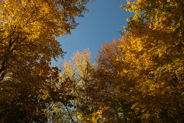 Fototapeta premium tree in the fall