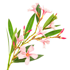 Bouquet of pink blooming flowers from Israel isolated on white background