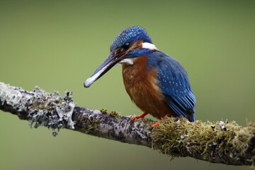 Male common kingfisher fishing from a mossy branch