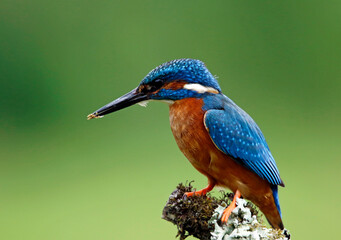 Male common kingfisher fishing from a mossy branch