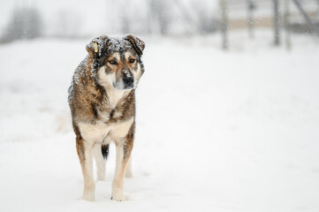 a stray dog stands outside in the snow in winter