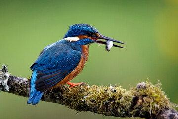 Male common kingfisher fishing from a mossy branch