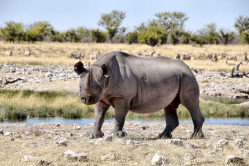 Fototapeta premium Nashorn