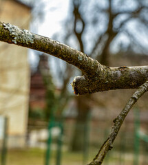 Improper pruning of trees using heading cuts.