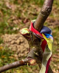 Improper pruning of trees using heading cuts.