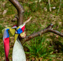 Improper pruning of trees using heading cuts.
