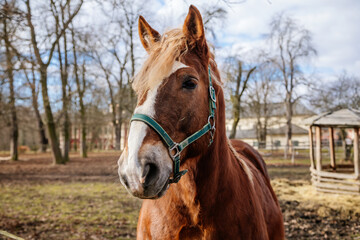 Close up portrait of sorrel bay adult horse stud in green halter standing and muzzle graze in meadow, beautiful bay horse walking in paddock on farm field, autumn winter day, blurred background