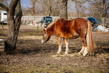 Close up portrait of sorrel bay adult horse stud in green halter standing and muzzle graze in meadow, beautiful bay horse walking in paddock on farm field, autumn winter day, blurred background