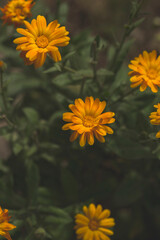 Flores de caléndula 