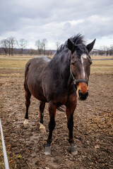 Obraz premium Close up portrait of brown adult horse stud in black halter standing and muzzle graze in meadow, Beautiful bay horse walking in paddock on farm field, autumn winter day, blurred background, cloudy sky