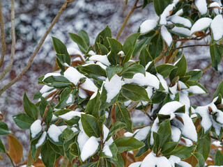 Southern magnolia or magnolia grandiflora in winter. Branches with clusters of dark-green foliage,...