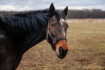 Close up portrait of brown adult horse stud in black halter standing and muzzle graze in meadow,...