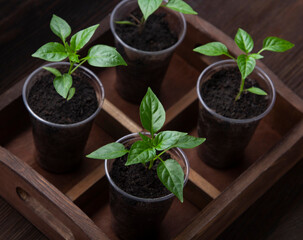 four sprouts of bell pepper in paper pots on wooden background