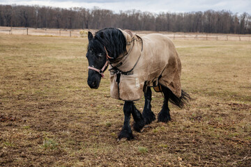 Close up portrait of brown adult horse covered with horse blanket standing and muzzle graze in meadow, beautiful bay horse walking in paddock on farm field, autumn winter day, blurred background