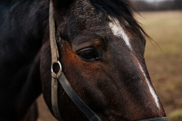 Close up portrait of brown adult horse stud in black halter standing and muzzle graze in meadow, Beautiful bay horse walking in paddock on farm field, autumn winter day, blurred background, cloudy sky