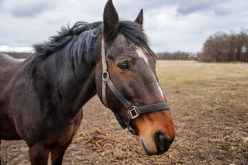 Obraz na płótnie Canvas Close up portrait of brown adult horse stud in black halter standing and muzzle graze in meadow, Beautiful bay horse walking in paddock on farm field, autumn winter day, blurred background, cloudy sky