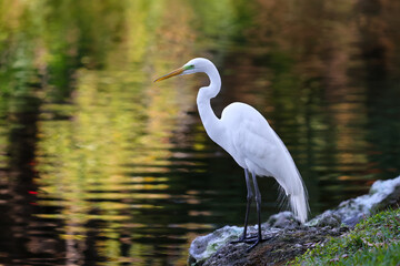 Great Egret