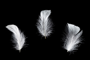 White feather isolated on a black background.