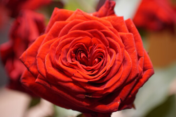 red rose closeup