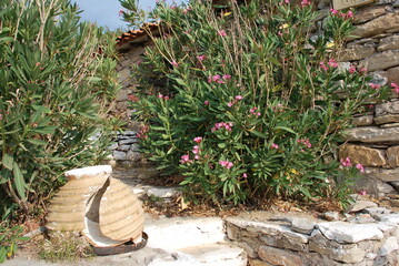 The amphora and the oleander