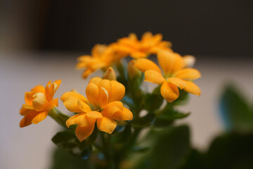 orange flower in the garden