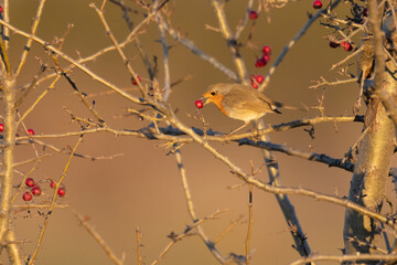 The European robin (Erithacus rubecula)