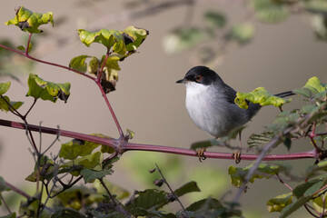 Male sardinian warbler (Sylvia melanocephala)