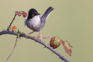 Male sardinian warbler (Sylvia melanocephala)