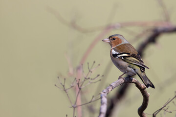 Male Common Chaffinch (Fringilla coelebs)