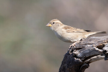 The female Italian sparrow (Passer italiae)