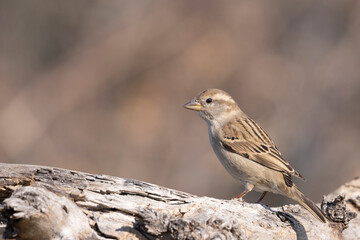 The female Italian sparrow (Passer italiae)
